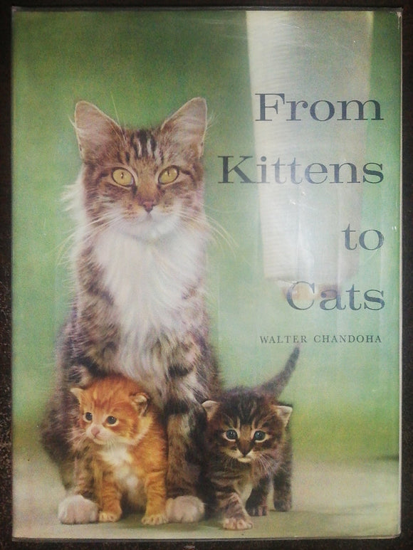 From Kittens To Cats By Walter Chandoha